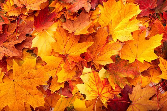 Oktoberfest Family Fall Festival